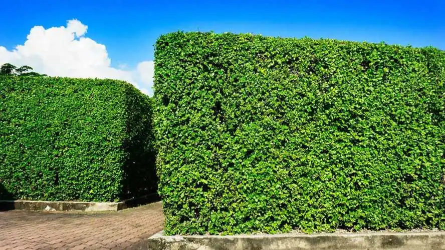 南方地区的种植及绿化工程