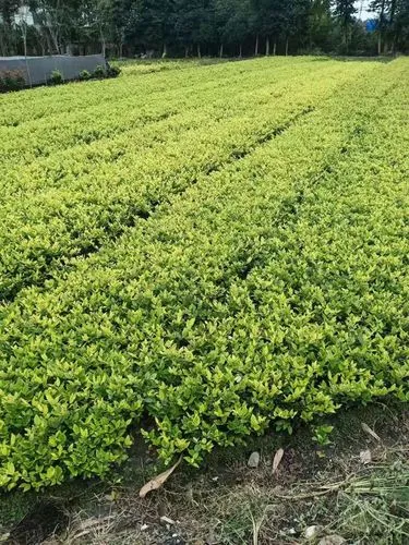 华总喷边坡绿化工程